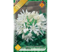 Agapanthus white