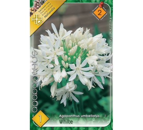 Agapanthus white