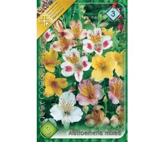 Alstroemeria mixed