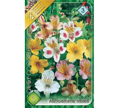 Alstroemeria mixed