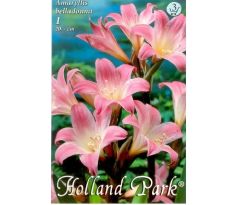 Amaryllis Belladonna