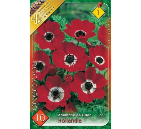 Anemone de Caen - Hollandia