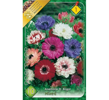 Anemone St.Brigid - mixed