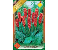 Arum Italicum