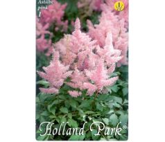 Astilbe - pink