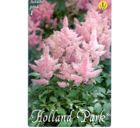 Astilbe - pink