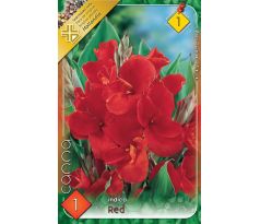 Canna Greenleaves - red