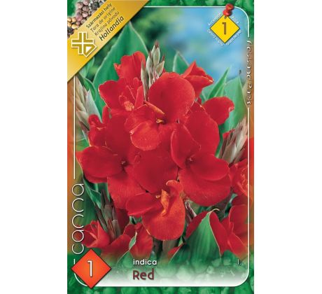 Canna Greenleaves - red