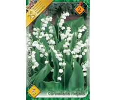 Convallaria majalis