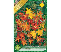 Crocosmia smallfl. mixed