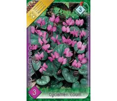 Cyclamen coum