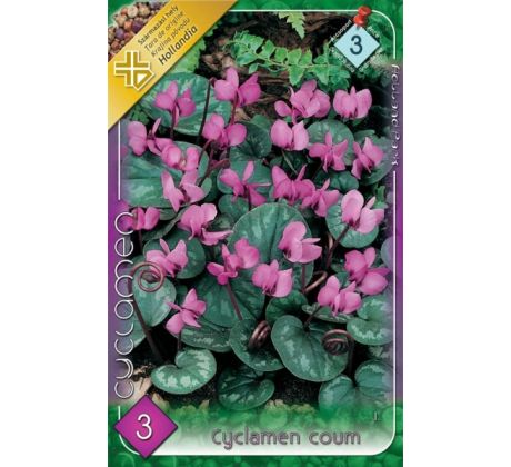 Cyclamen coum