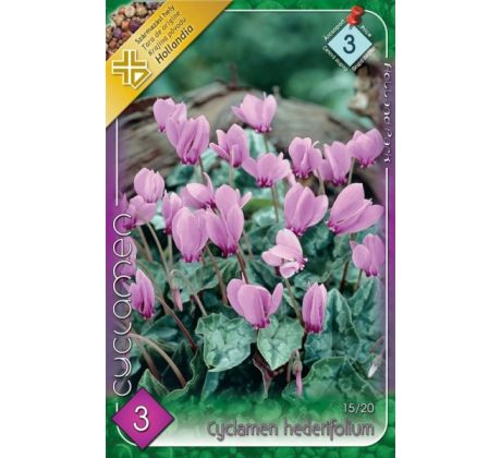 Cyclamen Hederifolium