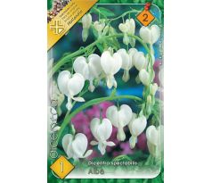 Dicentra spectabilis alba