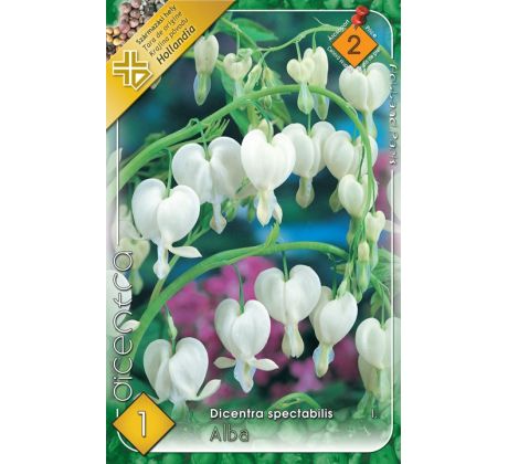 Dicentra spectabilis alba