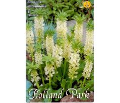 Eucomis autumnalis