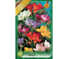 Freesia single - mixed