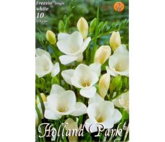 Freesia Single - Freesia White