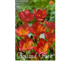 Freesia single - Freesia Red