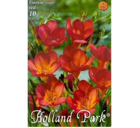 Freesia single - Freesia Red