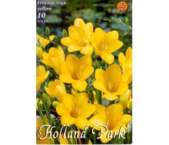 Freesia Single - Freesia Yellow