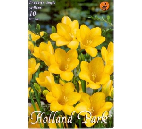 Freesia Single - Freesia Yellow