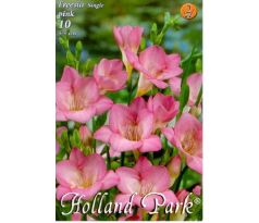 Freesia Single - Freesia Pink