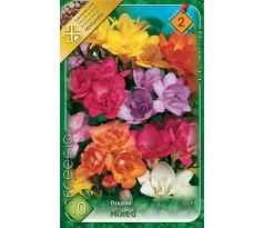 Freesia Double - Freesia double mixed