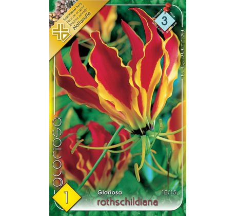 Gloriosa rothschildiana - Gloriosa rothschildiana