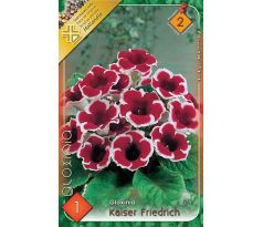 Gloxinia - kaiser Friedrich