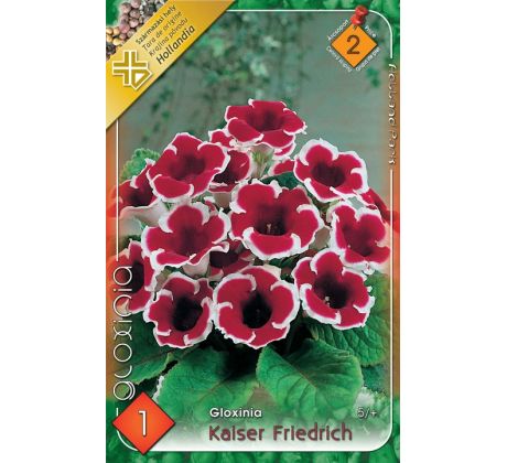 Gloxinia - kaiser Friedrich