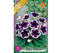 Gloxinia - kaiser Wilhelm