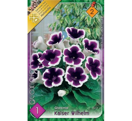 Gloxinia - kaiser Wilhelm