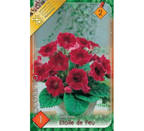 Gloxinia - Etoile de Feu