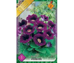 Gloxinia - violacea