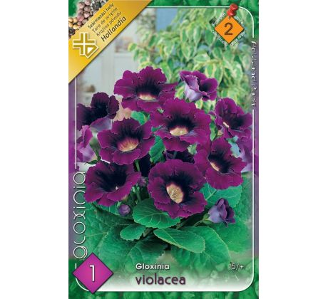 Gloxinia - violacea