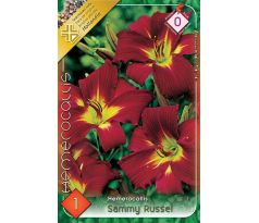 Hemerocallis - Sammy Russel