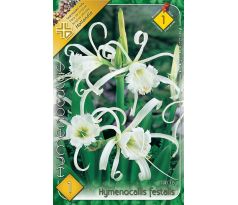 Hymenocallis festalis