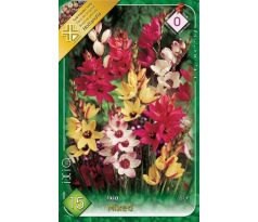 Ixia African Cornlili - mixed