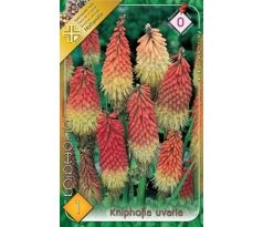 Kniphofia uvaria