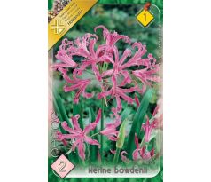 Nerine bowdenii