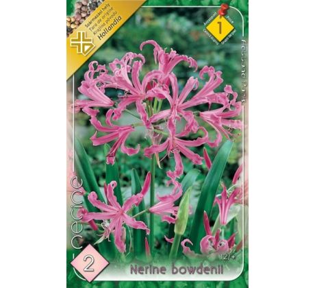 Nerine bowdenii