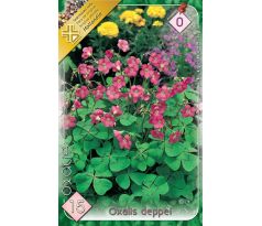 Oxalis deppei