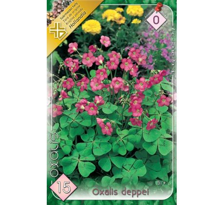 Oxalis deppei