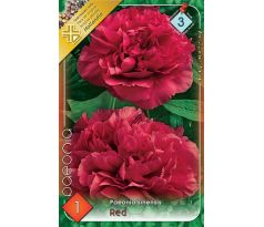 Paeonia sinensis - red