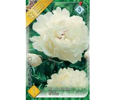 Paeonia sinensis - white