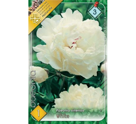 Paeonia sinensis - white