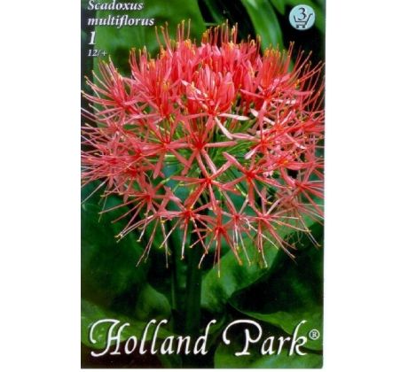 Scadoxus multiflorus