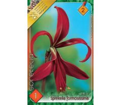 Sprekelia formosissima