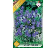 Triteleia Queen Fabiola